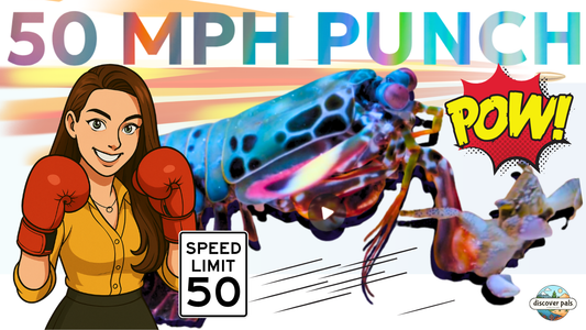 Meet the Shrimp with a 50MPH Punch! | About the Peacock Mantis Shrimp